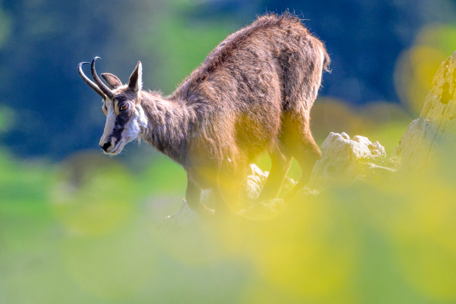 Chamois